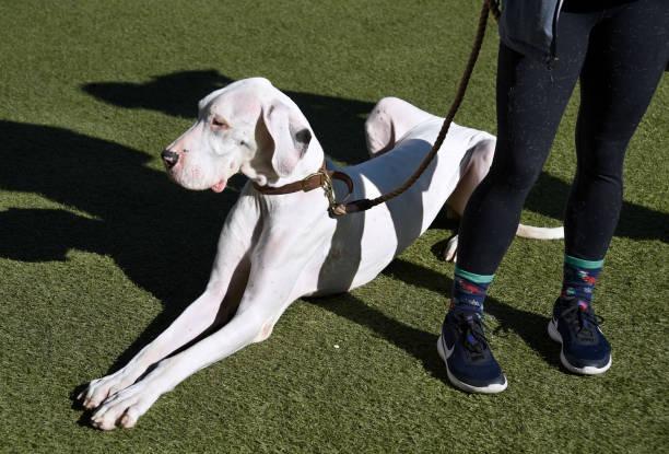The charming biut huge Great Dane, will cost £19,436 despite having a shorter life expectancy of eight years.