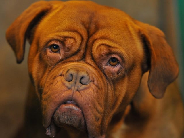 The Mastiff, once known as the Old English Mastiff, was used as a guard dog, a gamekeepers' dog, a hunter of wolves, and for bear and bull baiting. They were also used in the fighting pits until this activity was outlawed in 1835. In 2017 there were 166 registered, which dropped to just 100 in 2021.