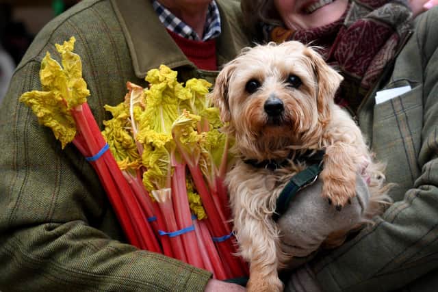 Wakefield Rhubarb Festival. Trix the Terrier at last year's event