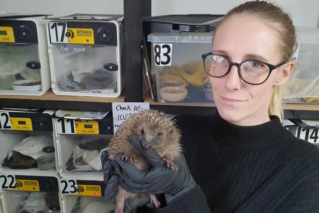 Beth Campsill pictured with rescued hedgehog Gregg