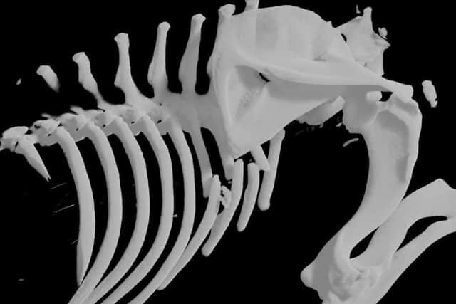 A 3D reconstruction showing Nellie’s three rib fractures. Photo: © Chantry Vets