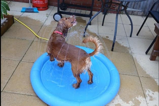Keeping cool, shared by Jane Rimmington.