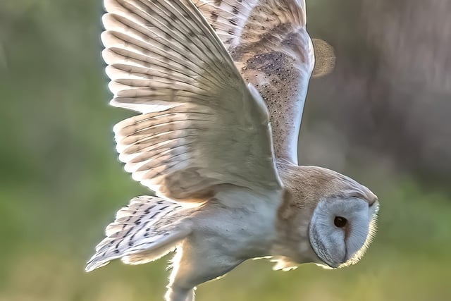 More of Les's Photography - This one captures an owl swooping to catch something it has seen on the ground