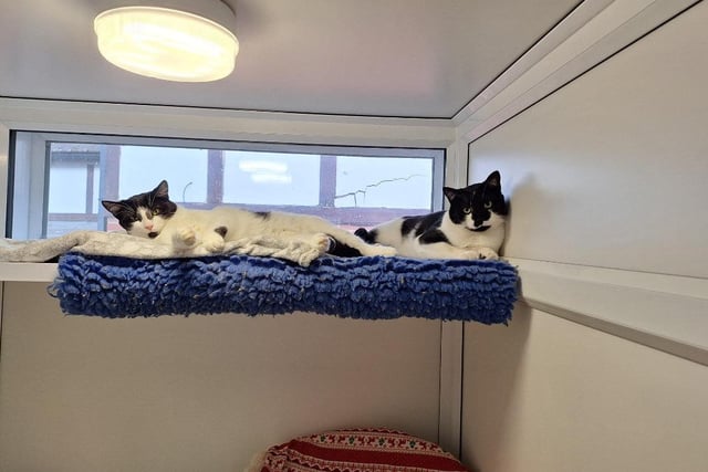 The one-year-old brother and sister pair came into the centre after living in squalid conditions. The pair are super bonded and do almost everything together including napping in the same bed (even if it is made for only one cat!) They would much prefer to be in a quieter home with adults only who have cat experience.