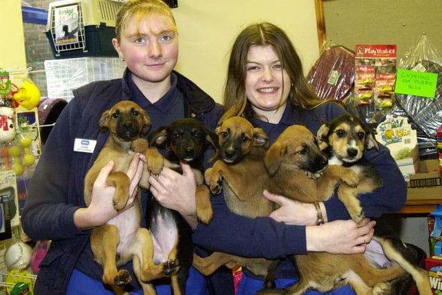 Helen Goodwin right, and Leanne Booth left with abandoned puppies at the RSPCA, Spring Street, Sheffield in January 2001