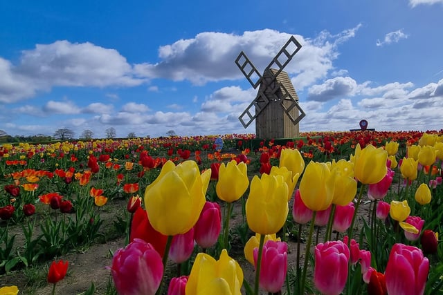 This beautiful photo of the tulips at Farmer Copleys, in Pontefract, was taken by Sue Billcliffe.