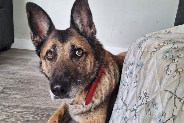 10-year-old Belgium Malinois x GSD Zeta is a sweet and affectionate older lady with plenty of life, love and joy.  She is looking for a lovely home to continue living the life of luxury with all the home comforts possible! Zeta is also still pretty active and would love a family who are up for keeping her mind entertained and occupied through fun and training.