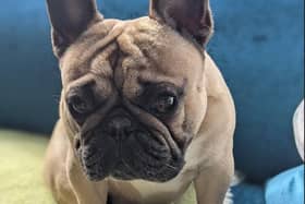 French bulldog Aksel had surgery when he was four years old due to breathing struggles. A vet removed soft tissue from the back of his throat and opened up his nostrils to help him breathe better.