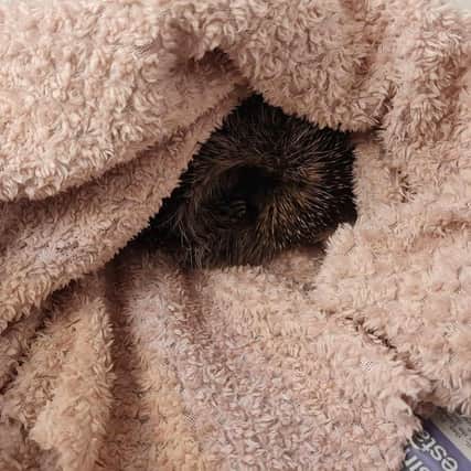 A baby hedgehog has been rescued by Pontefract Fire and Rescue following 48 hours trapped in a drainpipe
