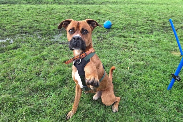 Two-year-old Boxer Rocky was sadly left behind and abandoned by his previous owner. He is a super eager boy who loves to learn new things and is looking for a family who are able to cope with his strength and will continue with his training.