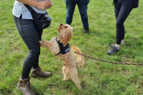 This pooch is showing off its best trick to win a rosette.