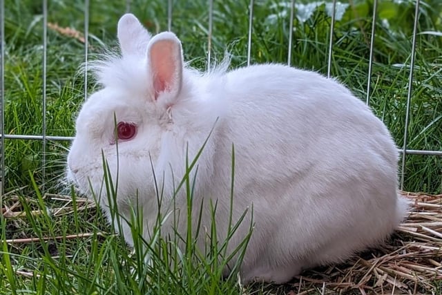 One-year-old Luca is a happy-go-lucky bun who really enjoys a quiet and relaxing life. Luca is looking for his forever family who’ll enjoy spending time with him and give him plenty of attention.