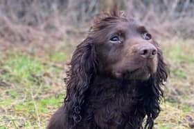 The missing spaniel is five-years-old and has a microchip. Davina believes the dogs were dumped after their van was stolen with the five dogs still inside it.