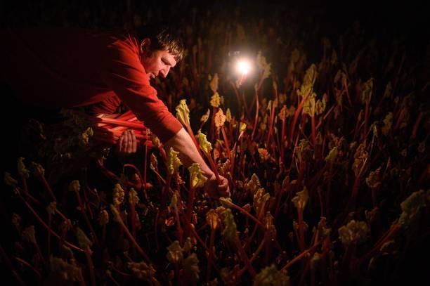 Farmer Robert Tomlinson harvests forced rhubarb by candlelight on his farm in Pudsey, near Leeds in northern England on January 13, 2022. - Tomlinson's Farm falls within the 'Rhubarb Triangle', the area defined between the three cities of Leeds, Wakefield and Bradford, which is synonymous with the commercial growing of forced rhubarb since the 1870s. The rhubarb is grown in dark, heated sheds and harvested by candlelight to prevent the plant from producing chlorophyll, which preserves its colour and make the rhubarb sweeter and more tender. - TO GO WITH AFP STORY by Pauline FROISSART (Photo by OLI SCARFF / AFP) / TO GO WITH AFP STORY by Pauline FROISSART (Photo by OLI SCARFF/AFP via Getty Images)