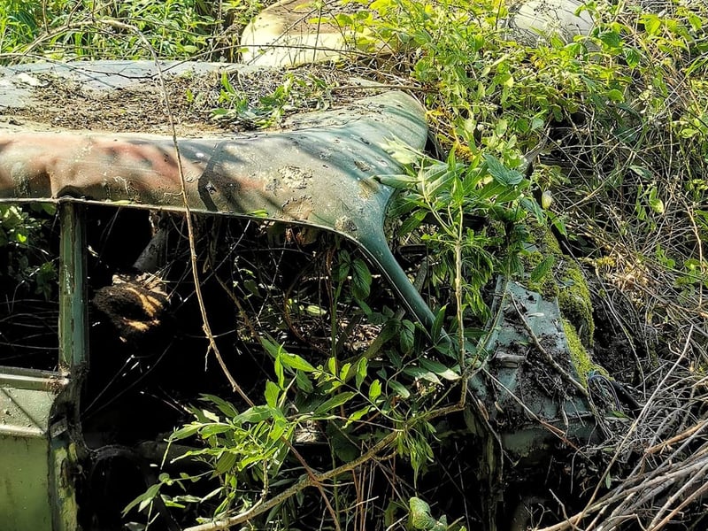 More vehicles may be hiding deeper within the undergrowth of brambles, nettles and vines.