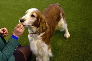 The red and white Welsh hunting dog was chronicled in Welsh literature in the Middles Ages and it is thought that these provided the ancestry for the Welsh Springer Spaniel. The breed comes only in this colour. In 2017 there were 362, which dropped to 271 in 2021.