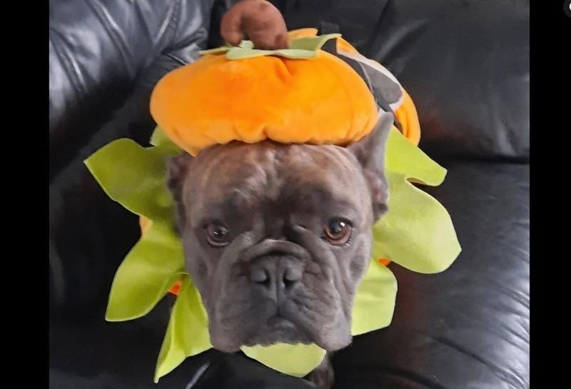 Dawn Grey said: "My cute pumpkin 🎃 dressed up on a walk I arranged for Wakefield French Bulldogs And Friends I gave a prize to best dressed frenchie."