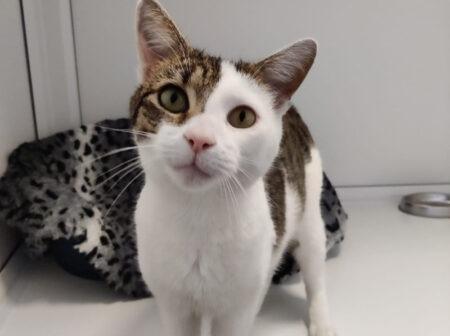 I’m a playful and cheeky chap who loves attention and being around people. I would make a great family pet so will happily live with children! I hope for a family that are up for lots of playtime and give me plenty of fuss.