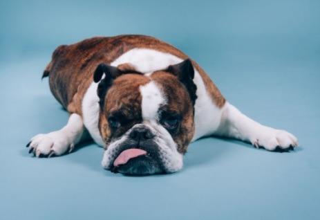 Taking the title of the most expensive dog breed to insure is the English Bulldog. They’re sweet-natured, excellent with children, and don’t require too much exercise – but with this breed, you can expect an average insurance cost of £66.50 a month, equating to £798 annually. Due to being flat-faced, English Bulldogs suffer from brachycephalic syndrome, which consists of long-term breathing problems as well as difficulty cooling down in warm weather.