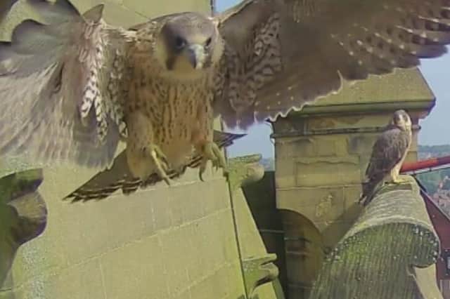 Wakefield Cathedral has been home to peregrines since 2015.