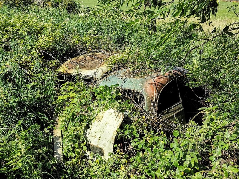 Unknown to most, the cars are lost in the woodland.
