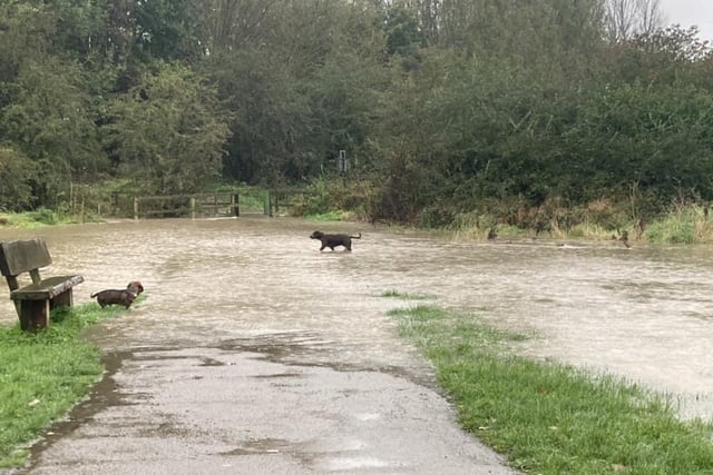 These two pooches went for a swim in Wrenthorpe Park.