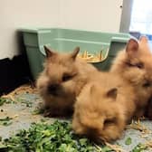 These four fluff balls are approximately 8 weeks old, and are super friendly and inquisitive! They love to snuggle up together or on your lap for fuss and are closely bonded, so will need to be rehomed in pairs.