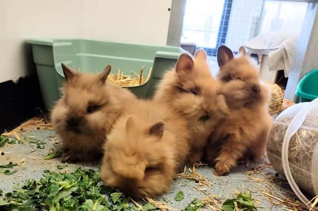 These four fluff balls are approximately 8 weeks old, and are super friendly and inquisitive! They love to snuggle up together or on your lap for fuss and are closely bonded, so will need to be rehomed in pairs.