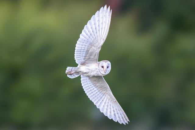 More of Les Liddle's photography, this one an Owl in flight