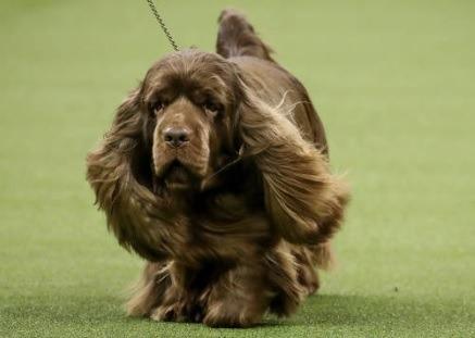 The golden-liver coated Sussex is the rarest of the land spaniels with a rich history. In 2017 there were 56 which dropped to 30 in 2021.