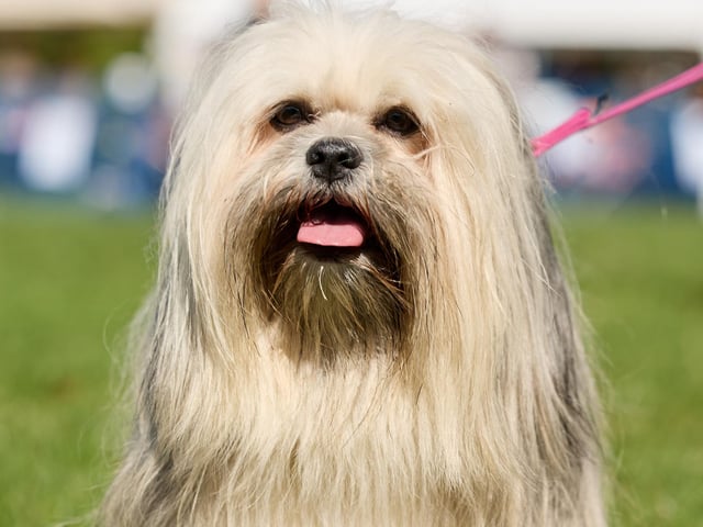 The dog show also featured a variety of stalls set up by local businesses.