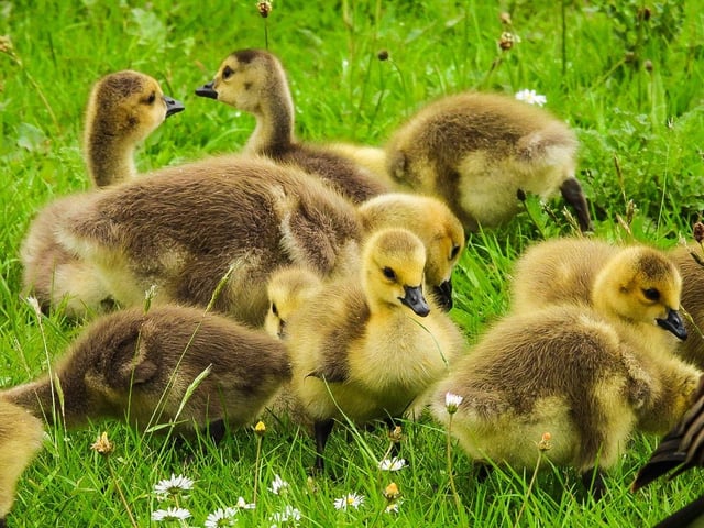 Sue Billcliffe snapped these adorable goslings at Anglers Country Park.