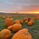 Farmer Copleys has been named as the nation's fourth favourite pumpkin patch in a new study.