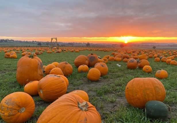 Farmer Copleys has been named as the nation's fourth favourite pumpkin patch in a new study.