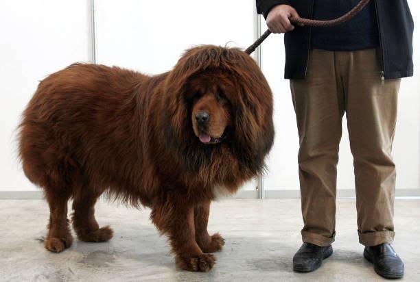 Taking top place as the most expensive dog breed analysed is the Tibetan Mastiff costing a staggering £31,530 on average across their 13-year life span.