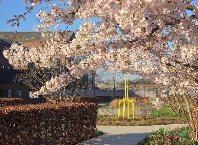 The pretty blossom at the Hepworth Wakefield, taken by Sue Billcliffe