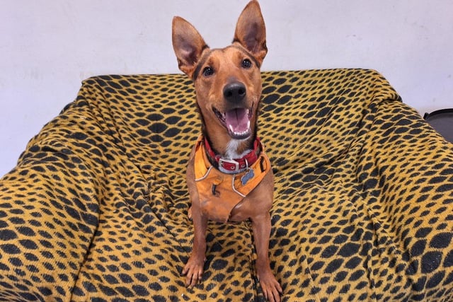 Harley is a three-year-old Crossbreed who is super active, incredibly intelligent and just a happy girly with the biggest smile! It takes a lot to tire me her out so, she would enjoy a family who can give her plenty of enrichment and make her mind work.