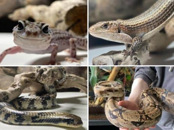 More than 30 animals are looking for new homes. (photos Reptilia Exotic Animal Rescue)