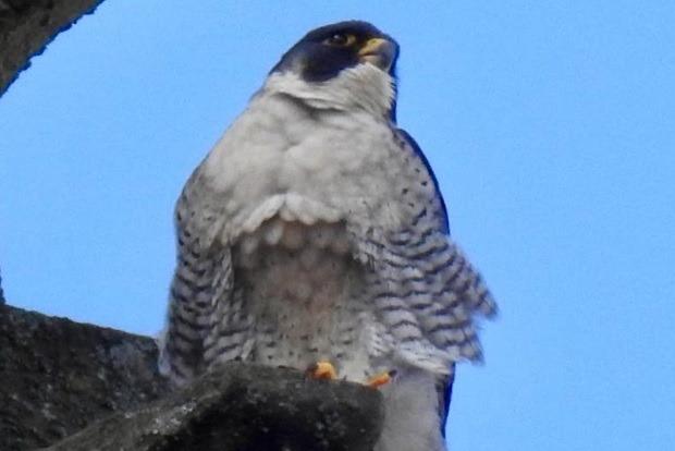 One of the peregrine falcons perching on Wakefield Cathedral spire, taken by Steve Turner