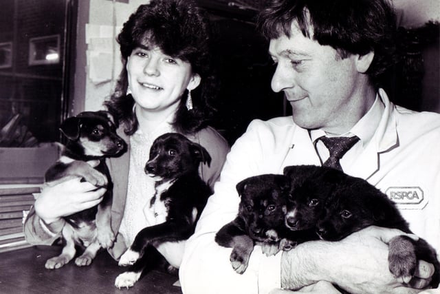 Howard Parker, kennels manager, and kennel girl Lynne Jackson pictured with abandoned puppies at Sheffield RSPCA on December 23 1985