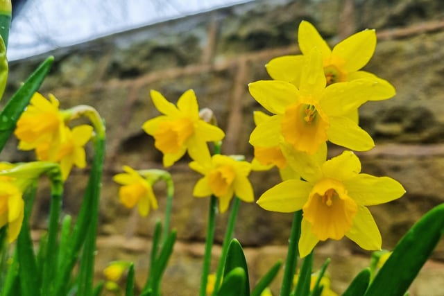 Sue Billcliffe hared this lovely photo of daffodils blooming in Ryhill ahead of Spring.