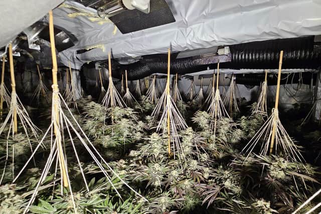 Around £2.5m of cannabis was seized. Pictures by West Yorkshire Police