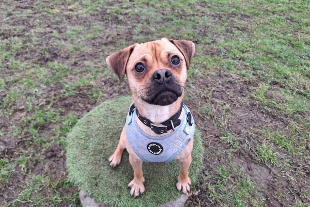 Teddy is a one-year-old Jack Russell/Pug cross who is an lively and energetic lad with lots of potential to learn more and possible even become a pro at agility. He'd love an active family who can keep him busy and entertained and help him learn much more and explore more exciting places.