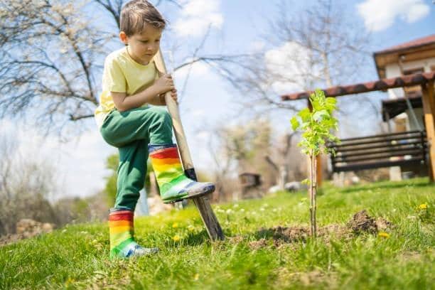 The National Trust has 300,000 trees up for grabs as part of their free trees scheme.