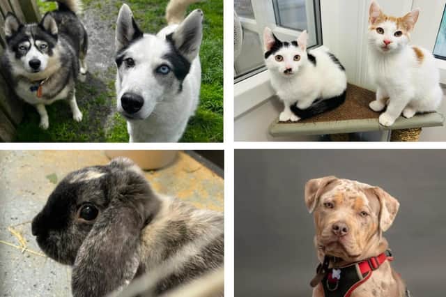 Here are all the animals at the RSPCA Leeds and Wakefield branch looking for a family this Christmas.