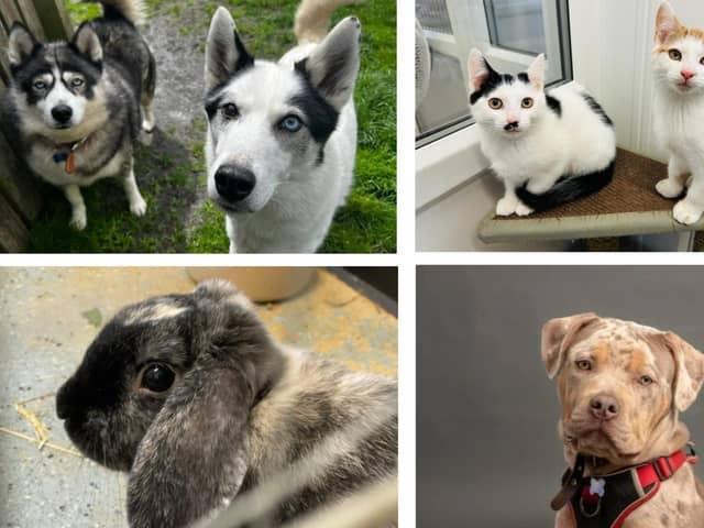 Here are all the animals at the RSPCA Leeds and Wakefield branch looking for a family this Christmas.