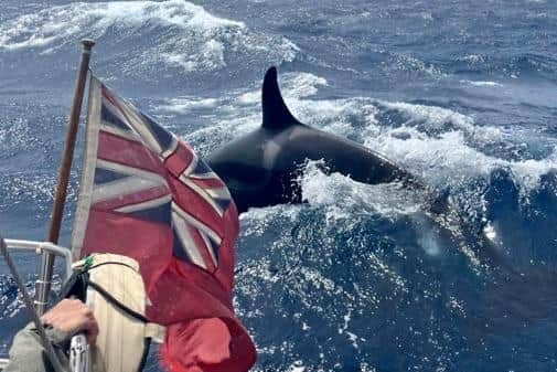 The orcas rammed the hull and bit through the rudder so the crew couldn't steer, it is claimed.