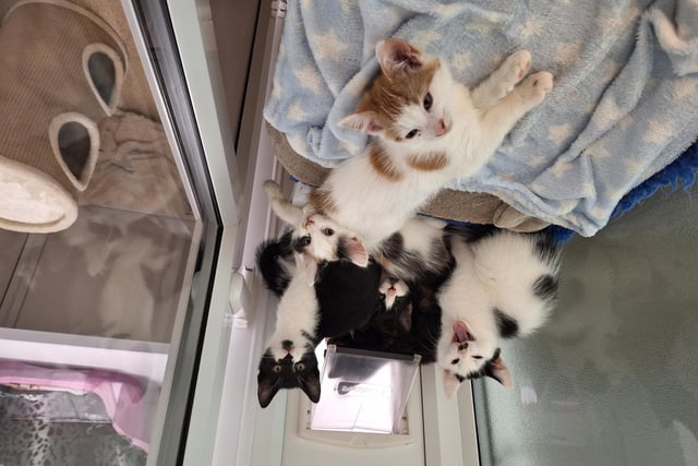 Sandy, Kenickie, Trio, Danny, Rizzo are a quintuple of fluffy, cute and adorable kittens. They are all a bundle of energy who are hoping to be adopted as pairs or with another resident cat.