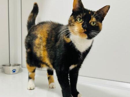 I’m a very pretty tortie girl looking for a nice calm and quiet home where I can spend my days playing with my toys, and then snoozing on the sofa with my family ♥ I love plenty of fuss and strokes, I’ll even nudge your hand for attention and just start purring away.