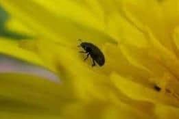 An influx of the little critters have been landing in gardens across Yorkshire with people taking to social media asking what they are.